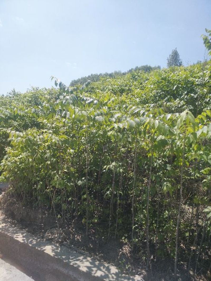 核桃苗2~3年50~100cm