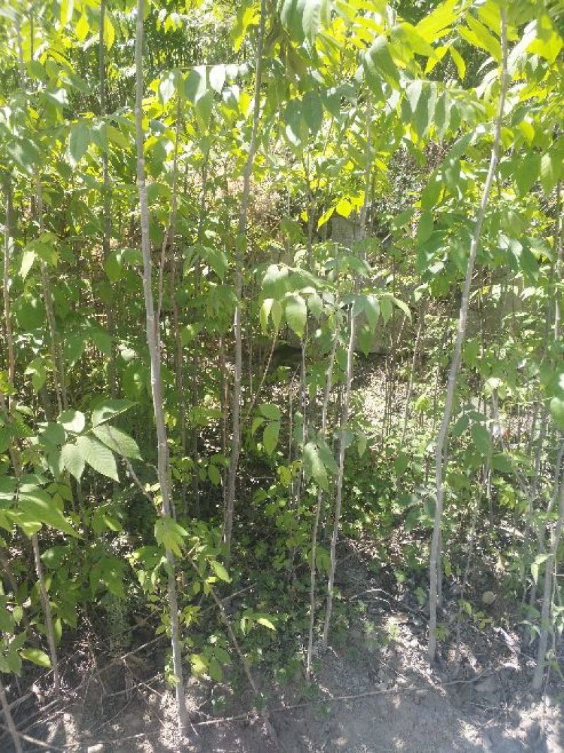 核桃苗2~3年50~100cm