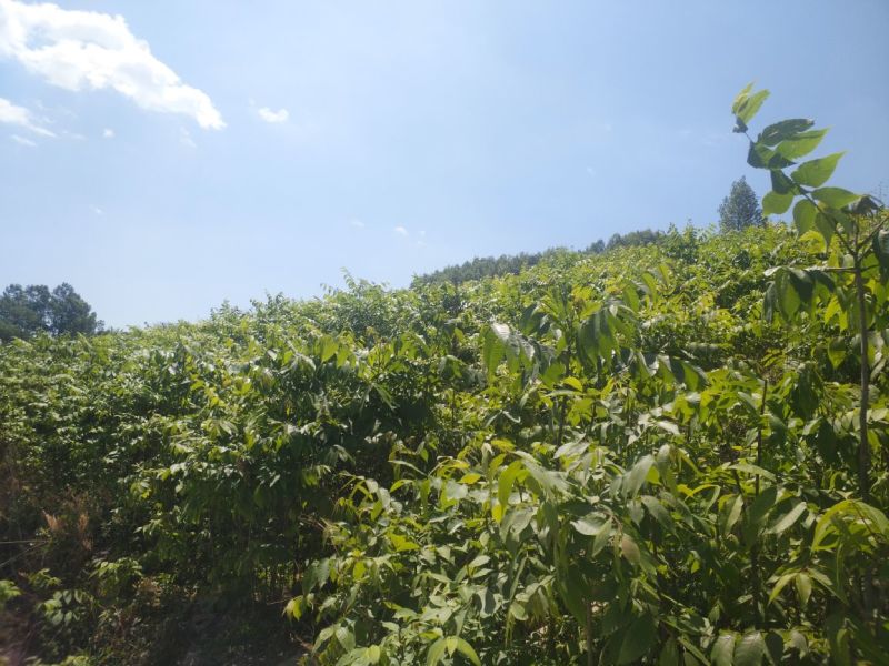 核桃苗2~3年50~100cm