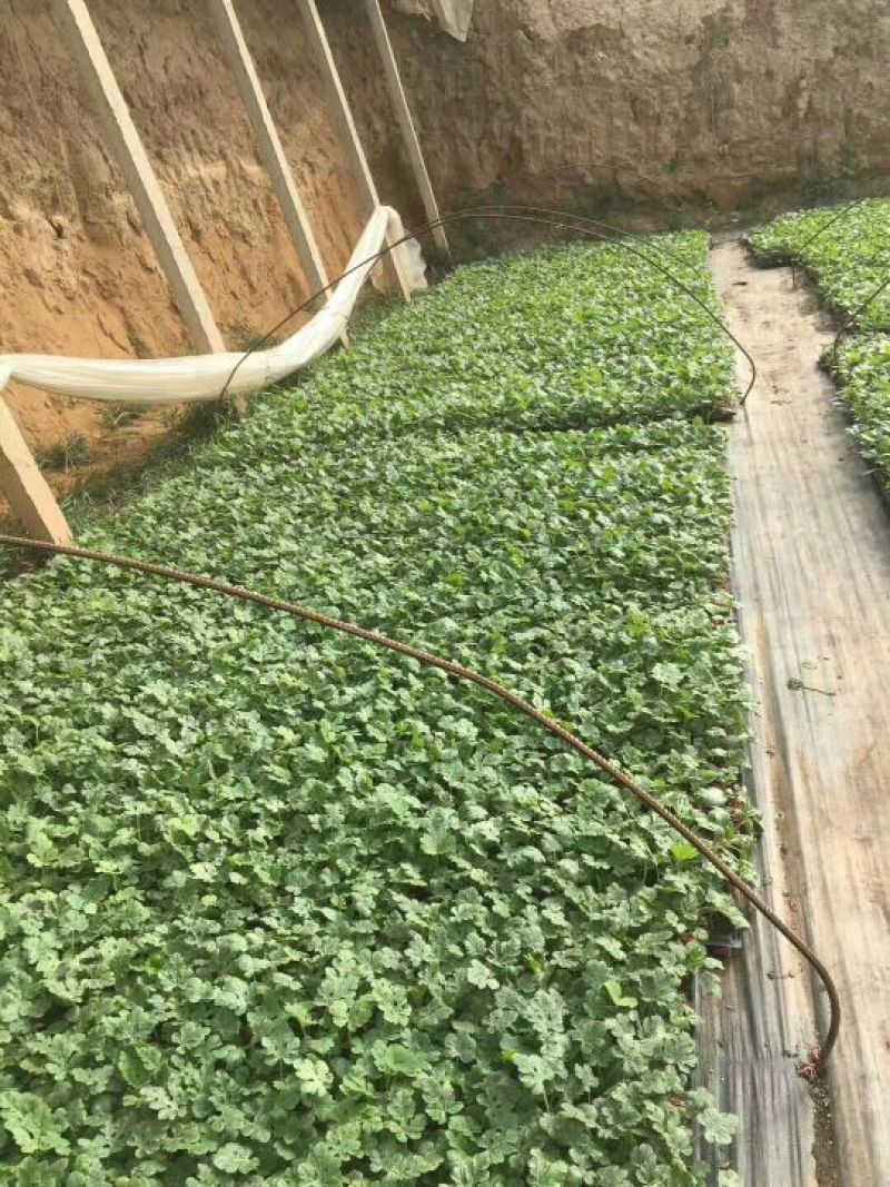 中卫香山硒砂瓜12斤打底9成熟信誉第一，保证质量