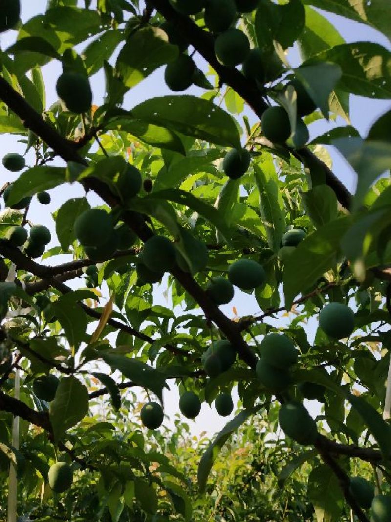 五月脆李子20~25mm