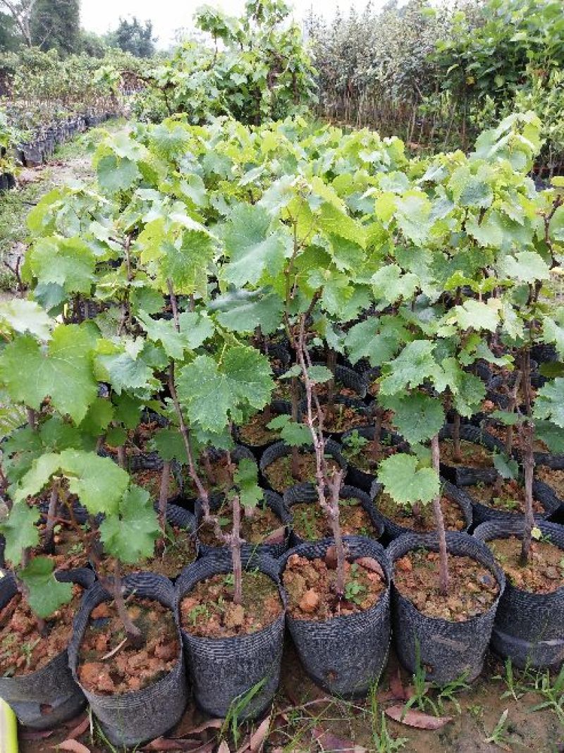 巨峰葡萄苗30cm以下0.5年
