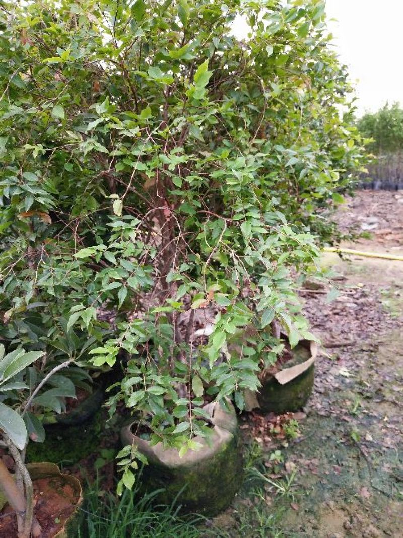 嘉宝果树苗1年