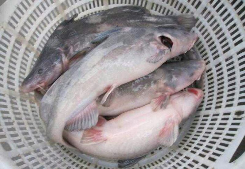 鲫鱼