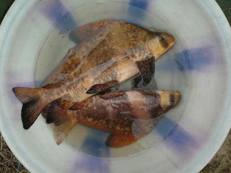 鲫鱼
