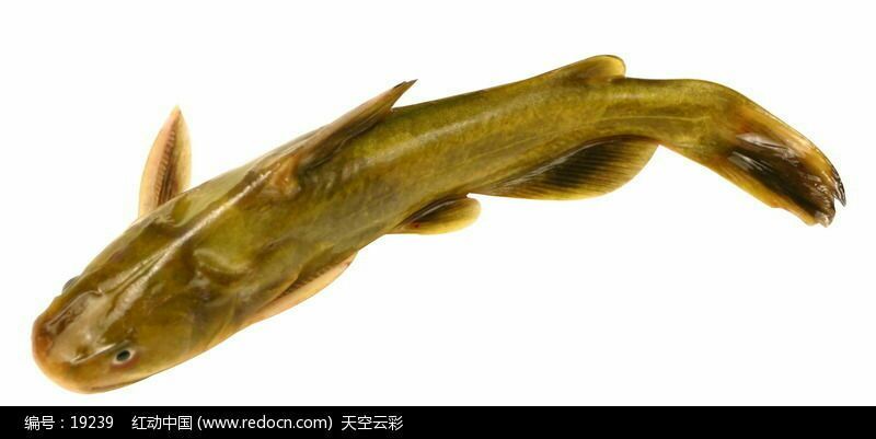 鲫鱼