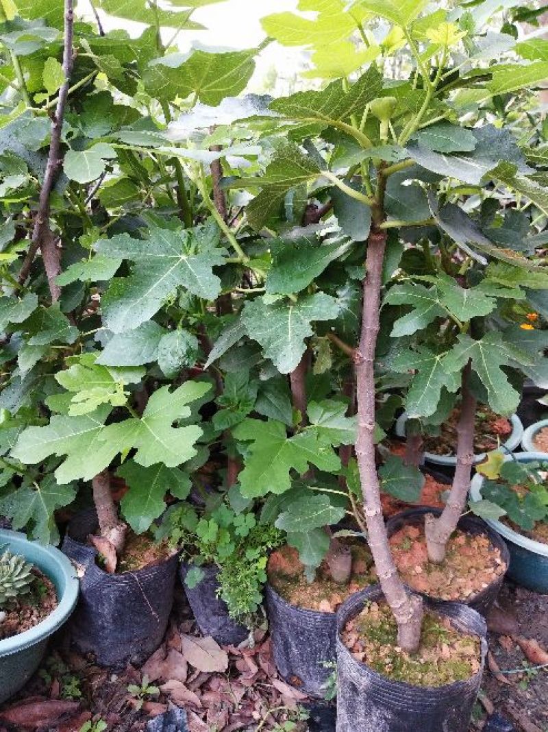 波姬红无花果苗30~50cm