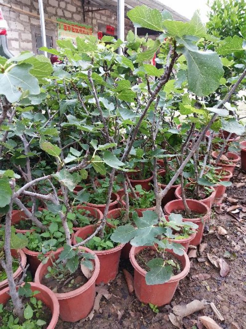 波姬红无花果苗30~50cm