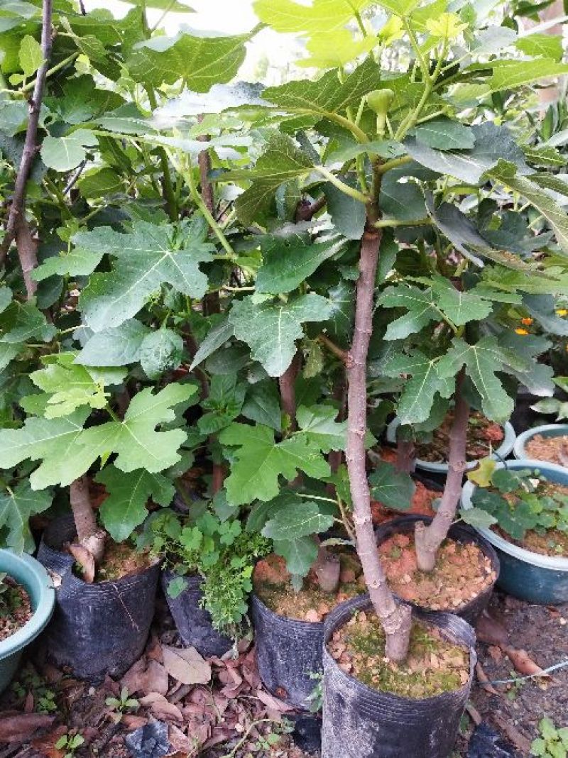 波姬红无花果苗30~50cm