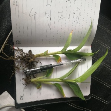 草果苗10~20cm