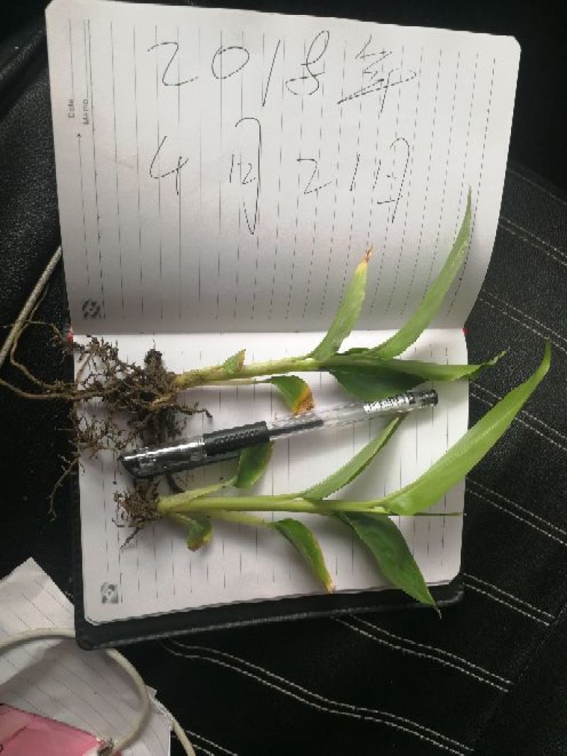 草果苗10~20cm