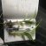 草果苗10~20cm