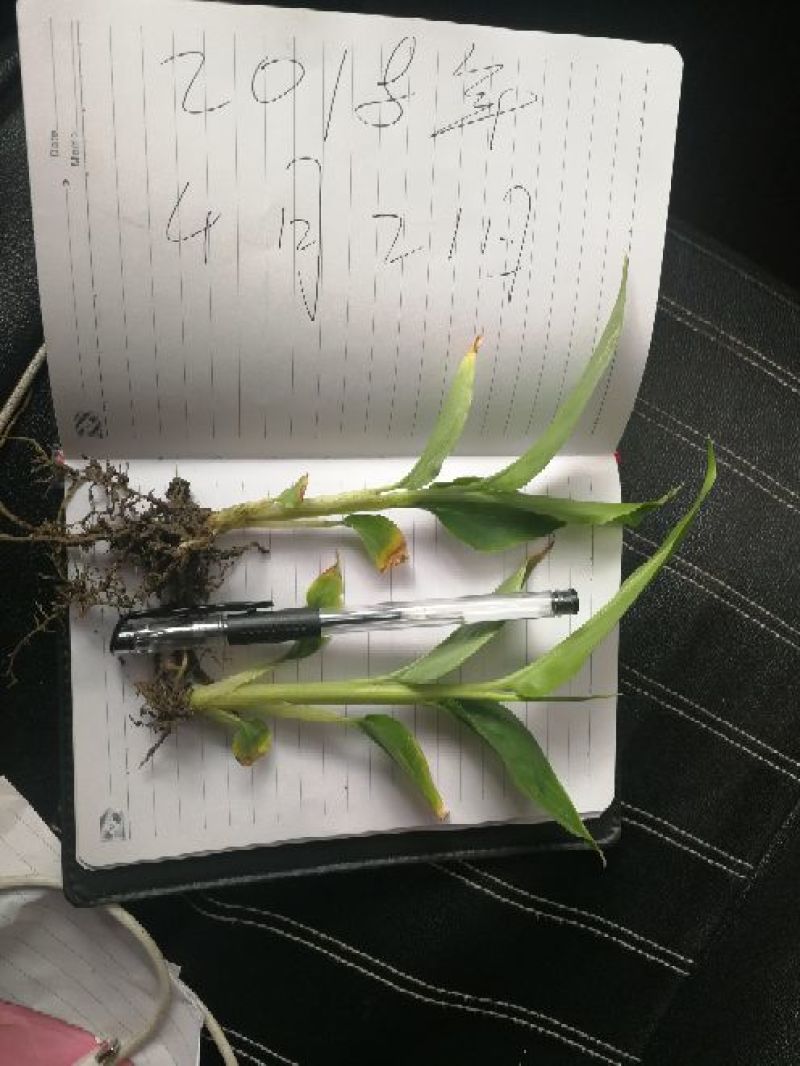 草果苗10~20cm