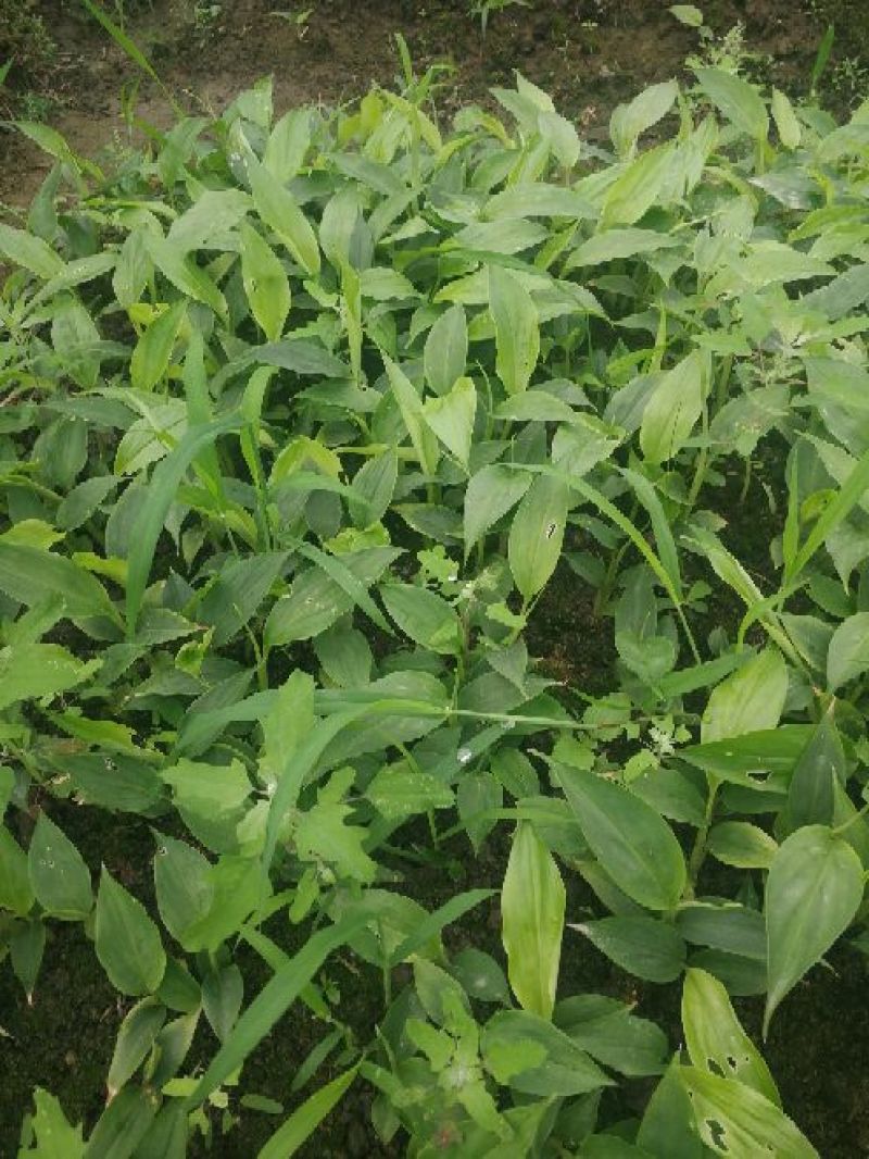 草果苗10~20cm
