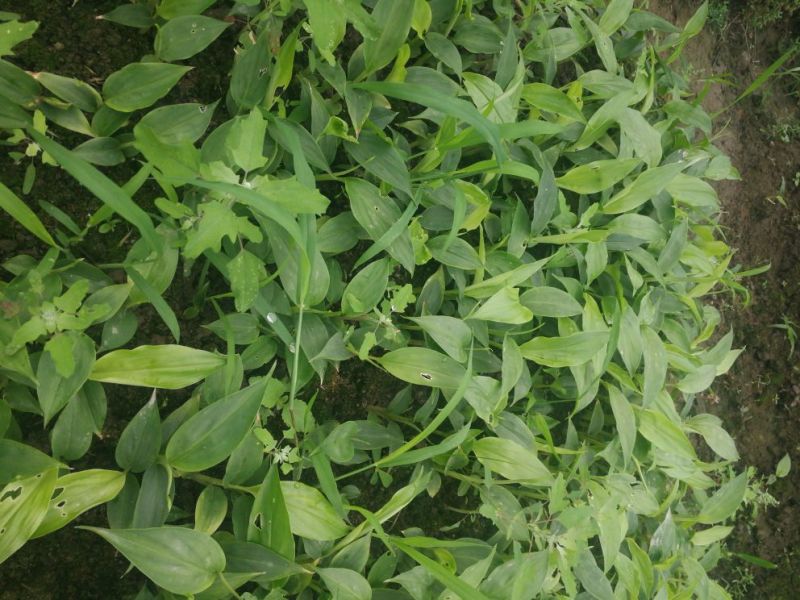 草果苗10~20cm