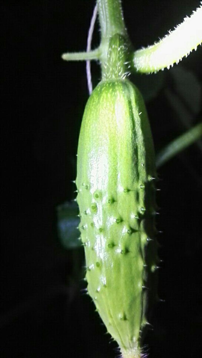 旱黄瓜鲜花带刺18~22公分