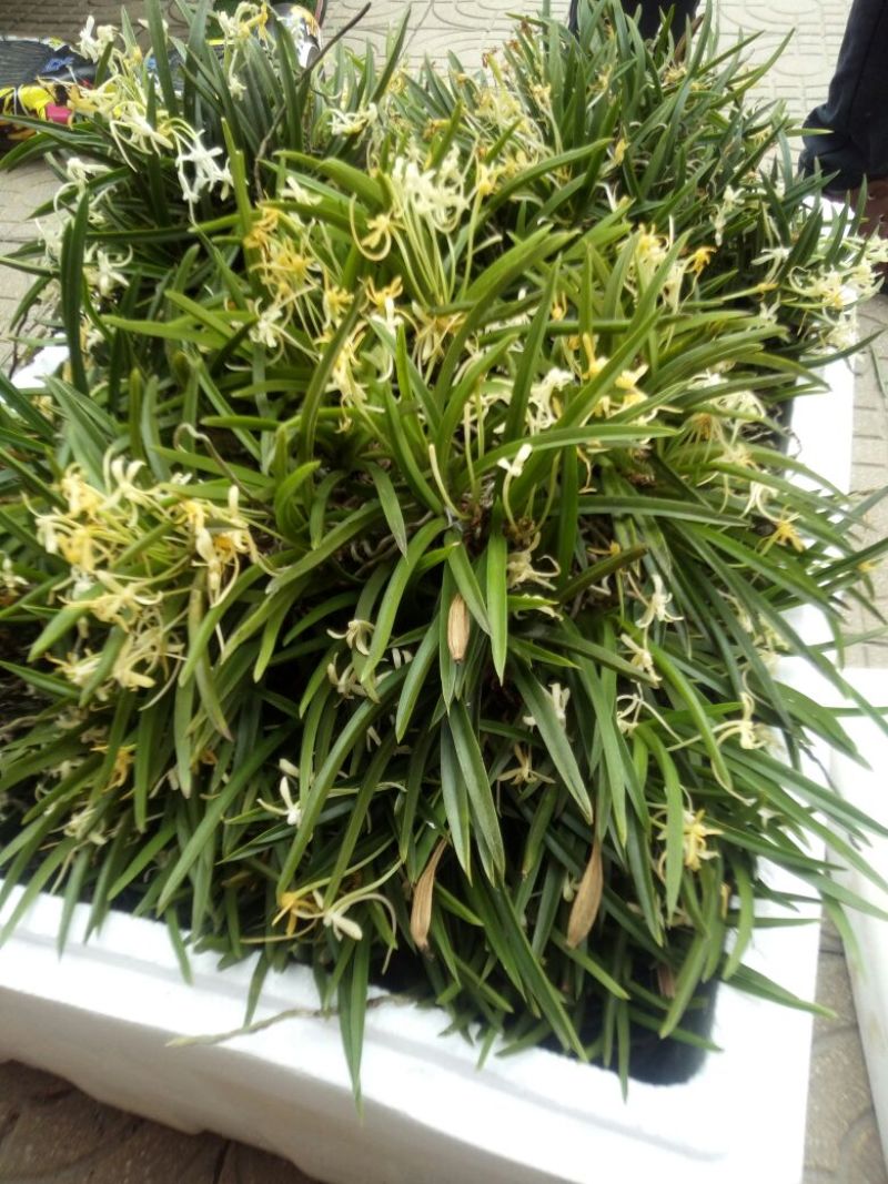 风兰