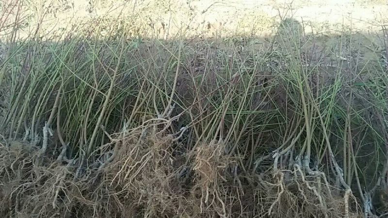 桃树苗60~70cm，大樱桃树苗俄八，沙美托，美枣，