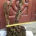 映山红树桩20~25cm