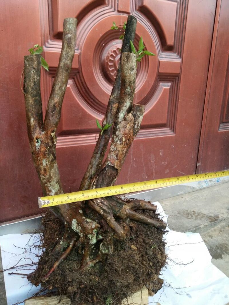 映山红树桩20~25cm