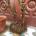 映山红树桩20~25cm