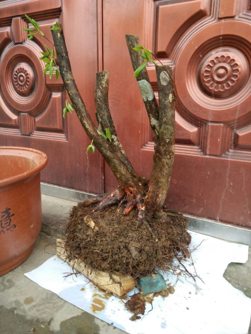 映山红树桩20~25cm