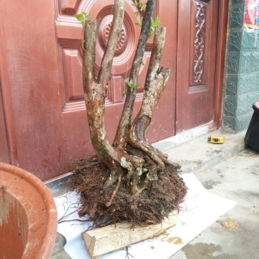 映山红树桩20~25cm