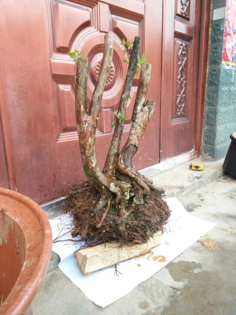 映山红树桩20~25cm