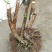 映山红树桩20~25cm
