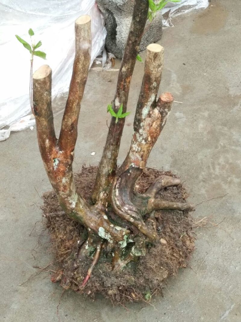 映山红树桩20~25cm