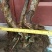 映山红树桩20~25cm