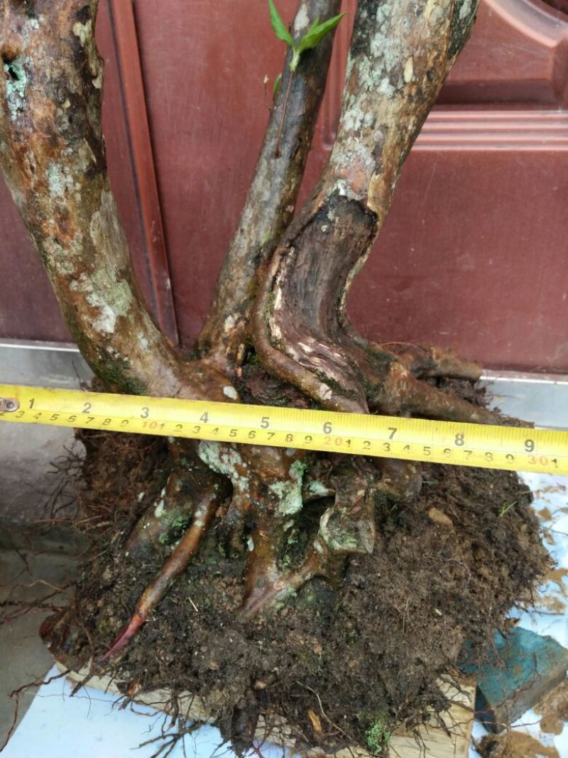映山红树桩20~25cm