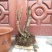 映山红树桩20~25cm
