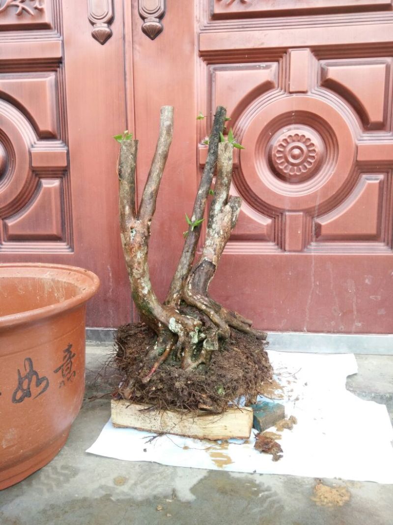 映山红树桩20~25cm