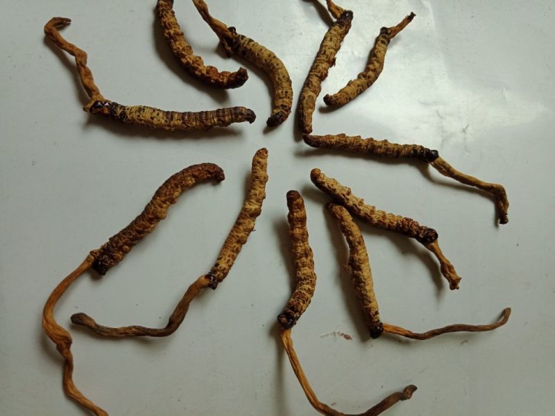 冬虫夏草【促销30棵起包邮】