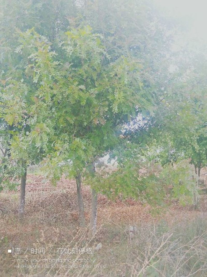 清香木