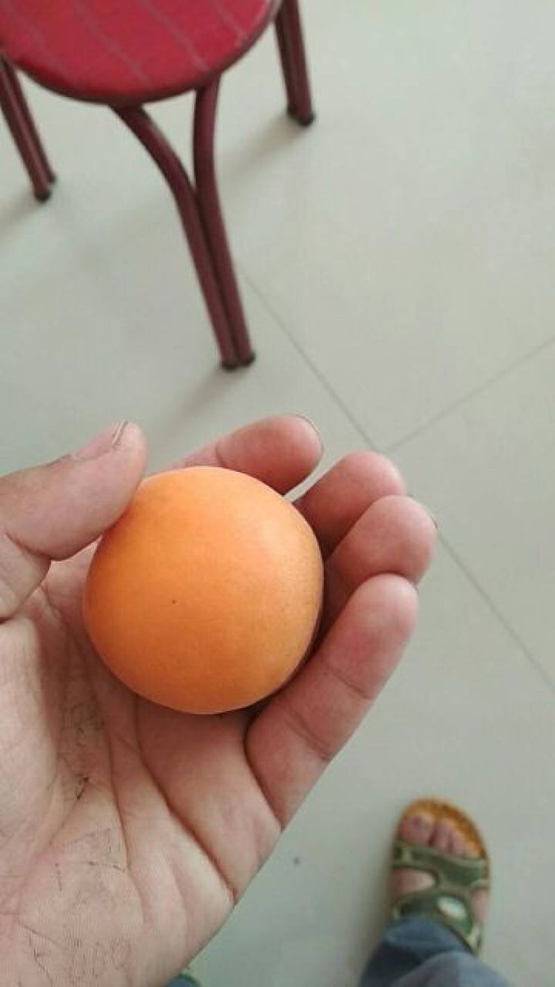 金太阳杏6月1号供货，山地平地都有。皮毛干净