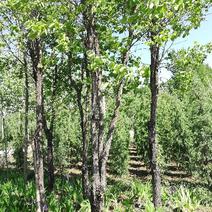 老柿树，胸径15公分分枝1.2米树冠保满冠幅均称价格面议