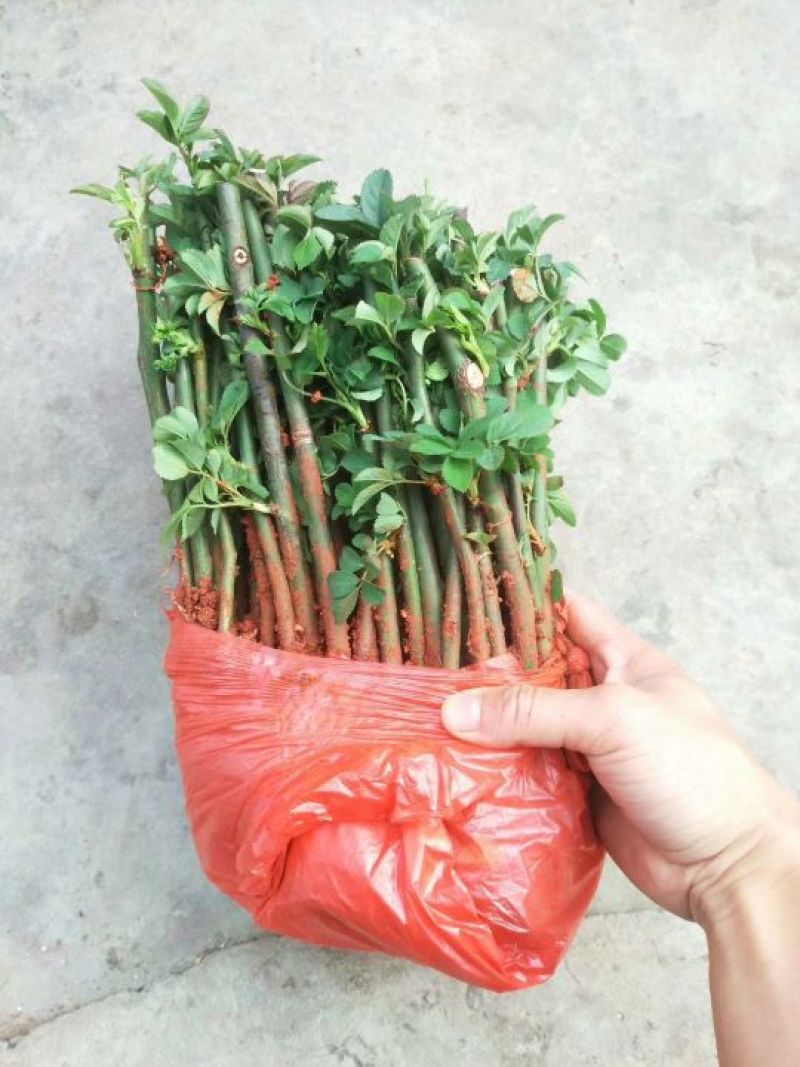 云南昆明直供《四季玫瑰苗》60mm至220mm规格齐全