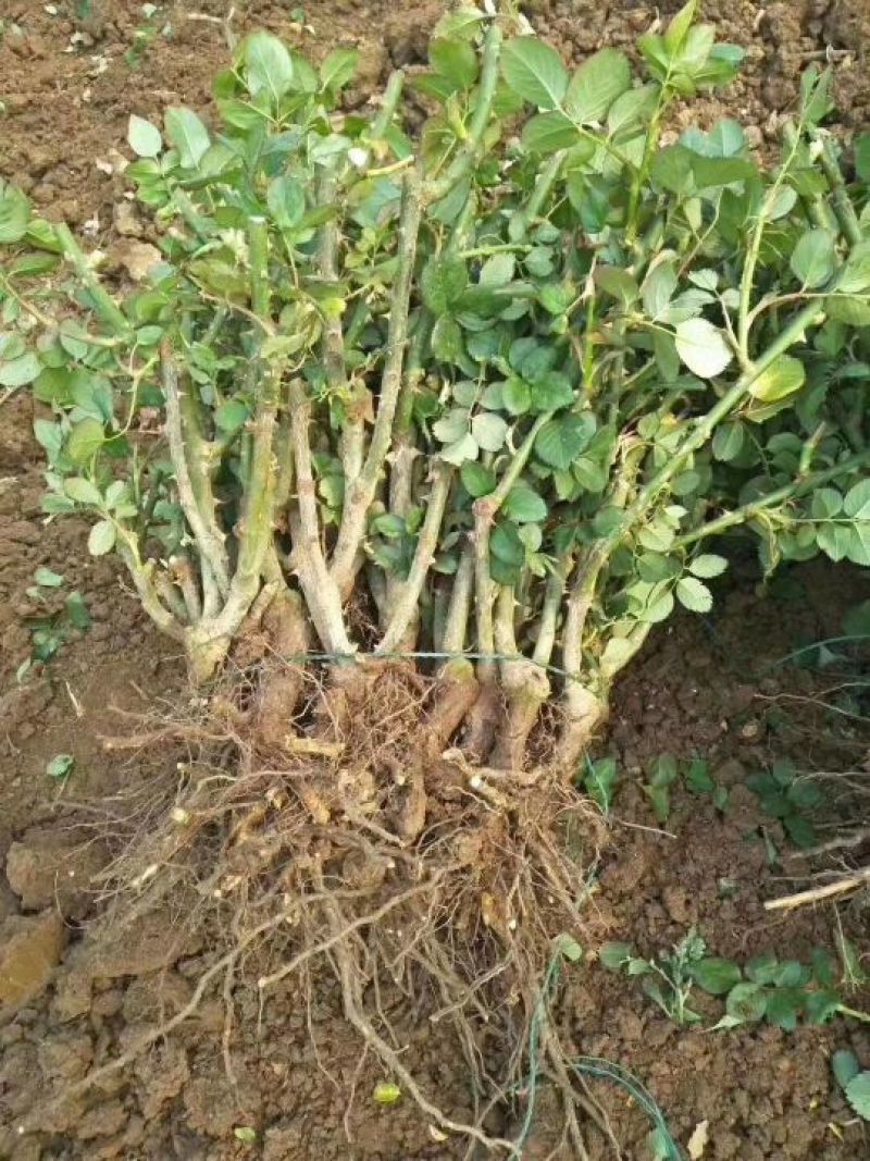 云南昆明直供《四季玫瑰苗》60mm至220mm规格齐全