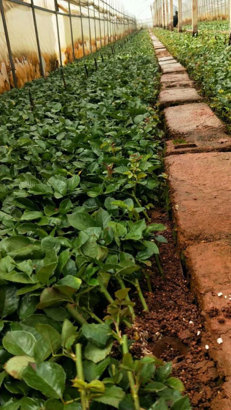 云南昆明直供《四季玫瑰苗》60mm至220mm规格齐全
