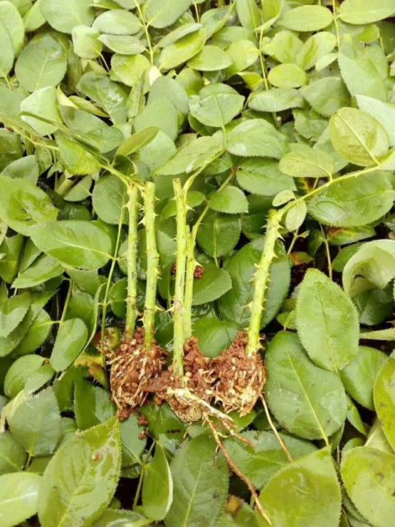 云南昆明直供《四季玫瑰苗》60mm至220mm规格齐全