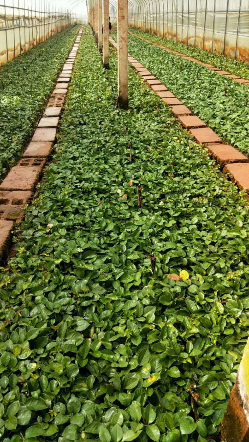 云南昆明直供《四季玫瑰苗》60mm至220mm规格齐全