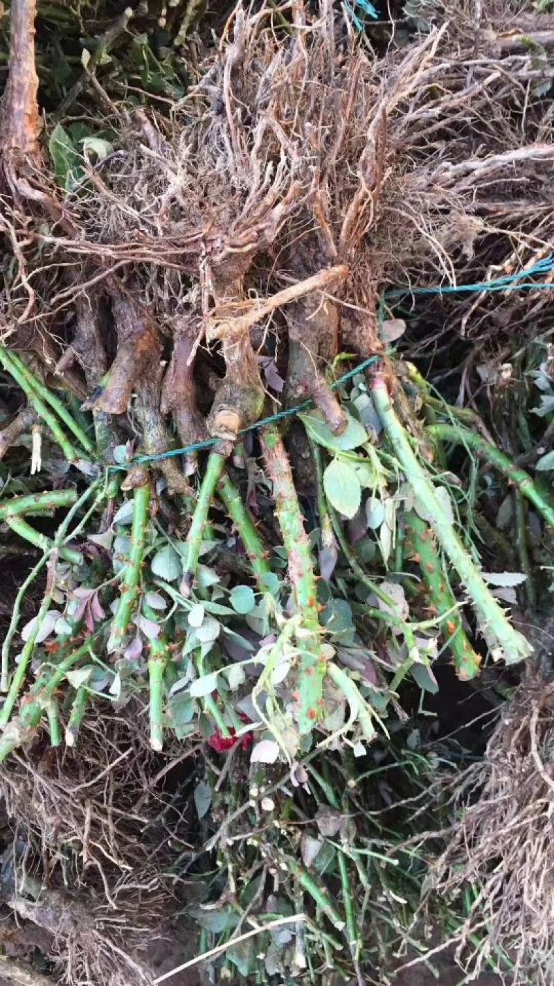 云南昆明直供《四季玫瑰苗》60mm至220mm规格齐全