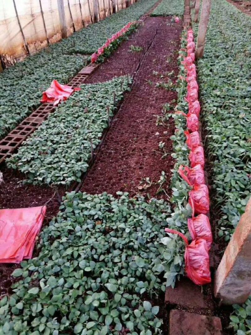云南昆明直供《四季玫瑰苗》60mm至220mm规格齐全