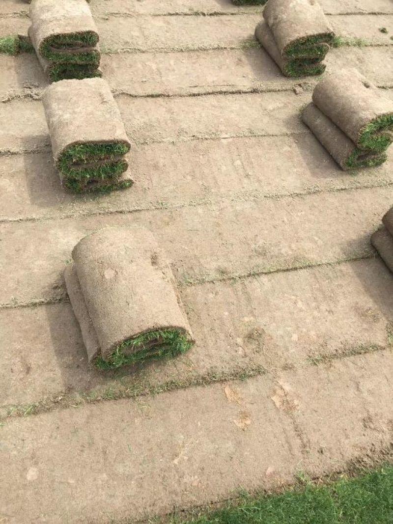 果岭草