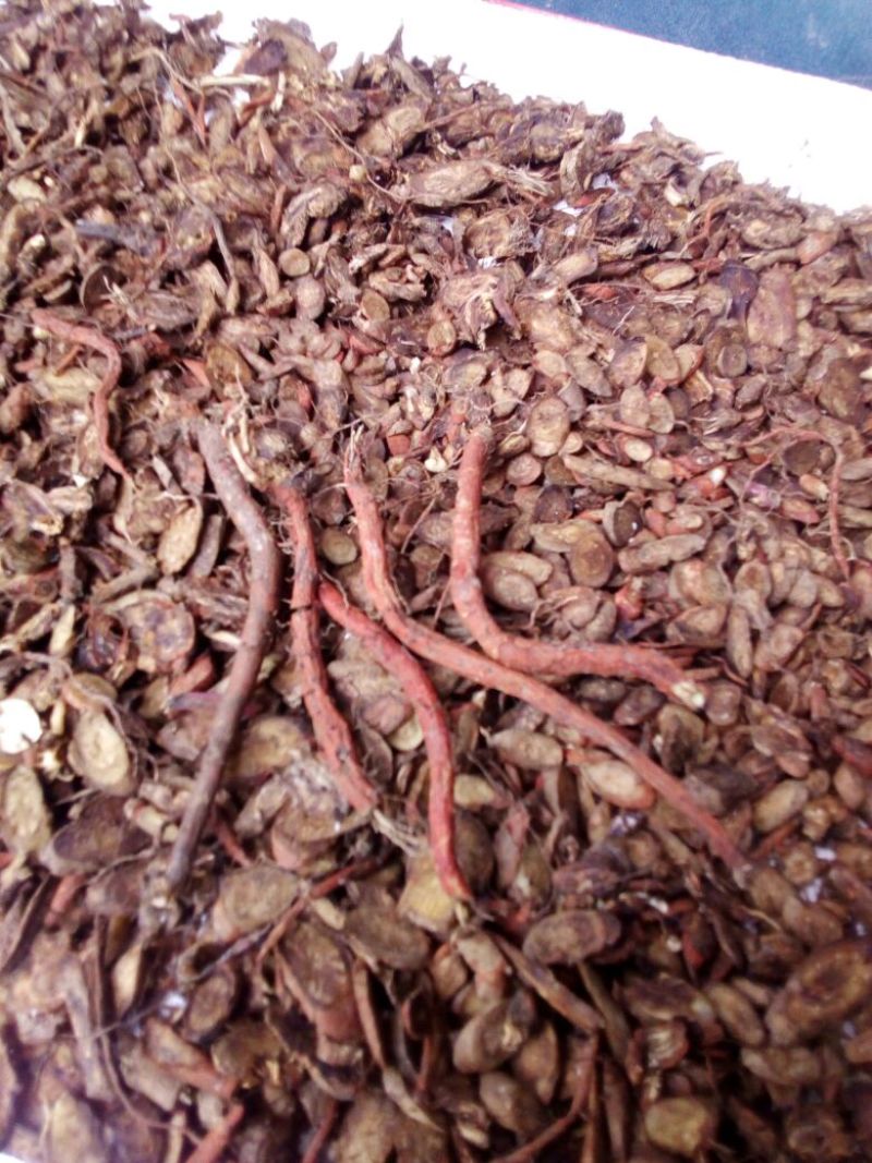 豫东山红参野生手工片