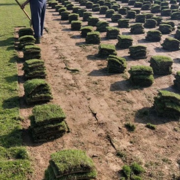 马尼拉草坪基地直销量大优惠