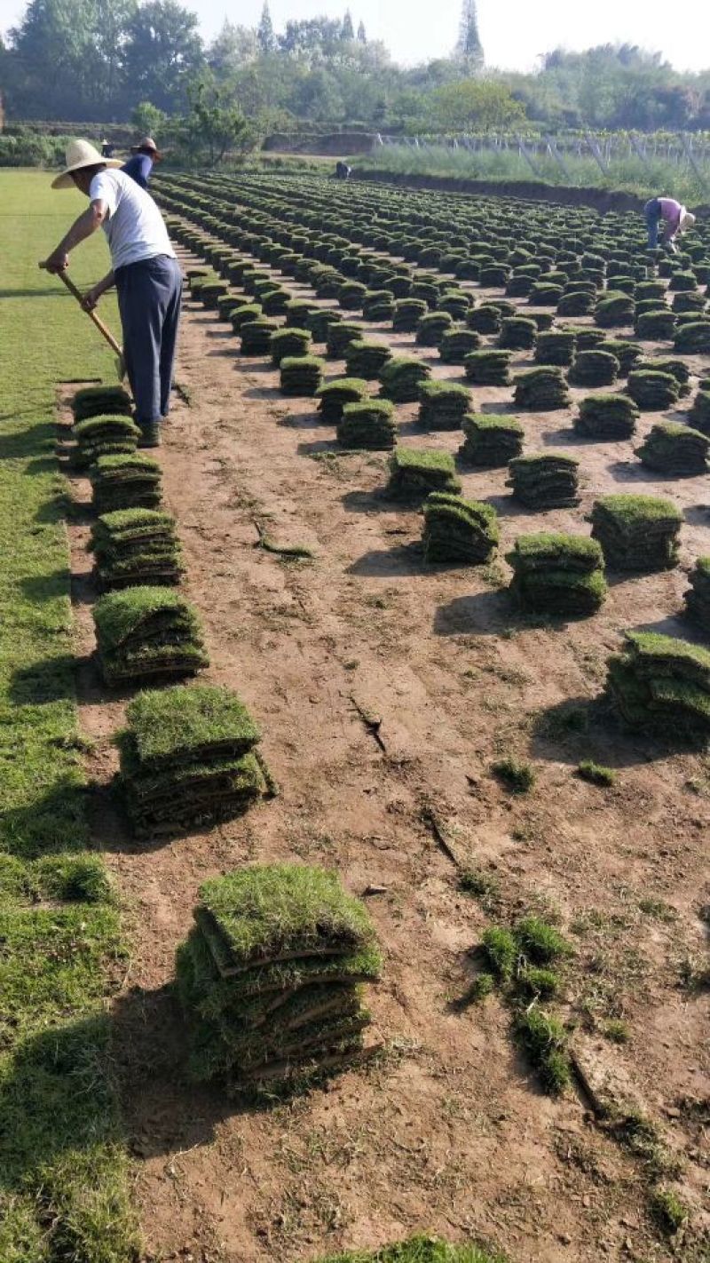 马尼拉草坪基地直销量大优惠
