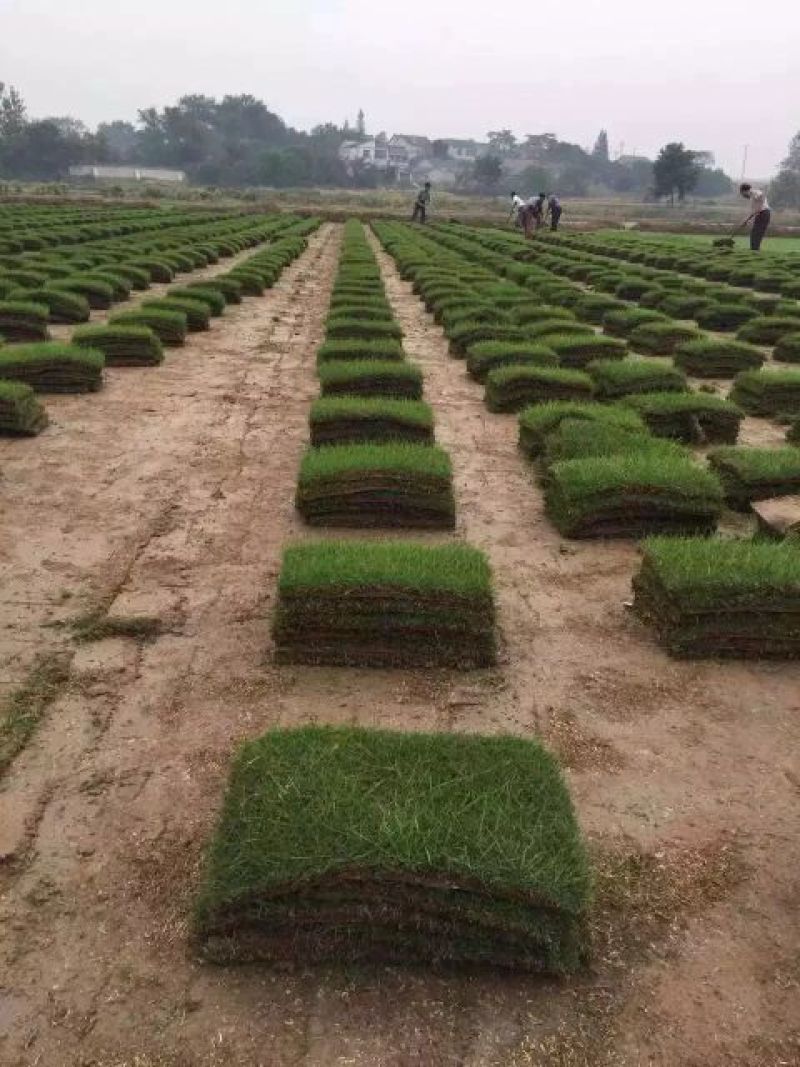 马尼拉草坪基地直销量大优惠